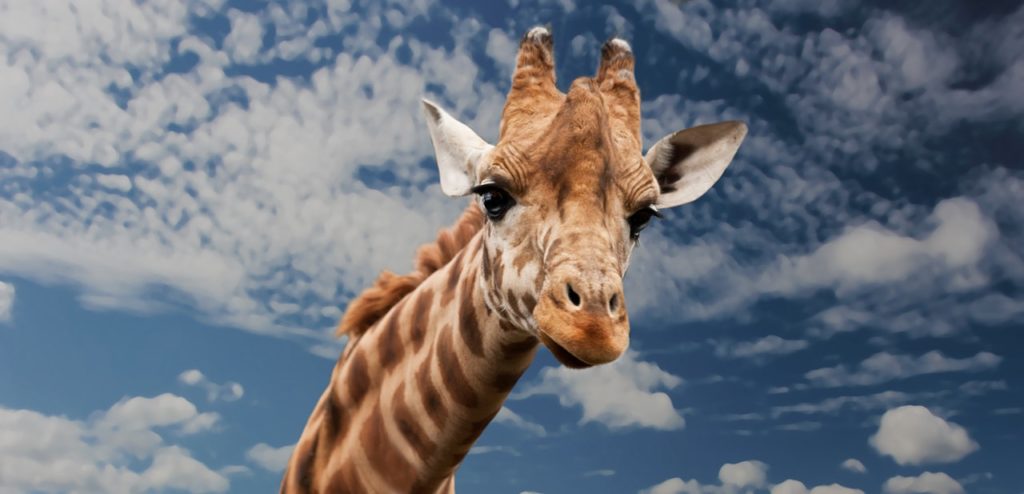 Close up of giraffe against blue, slightly clouded sky. 