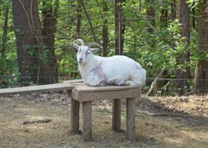 large goat on a table in a pen