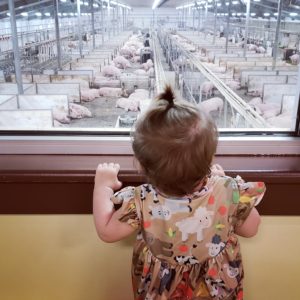 a toddler girl looking out a window down into a pig barn