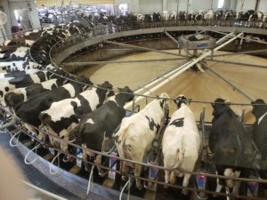 milk cows on a milking track in the milking parlor