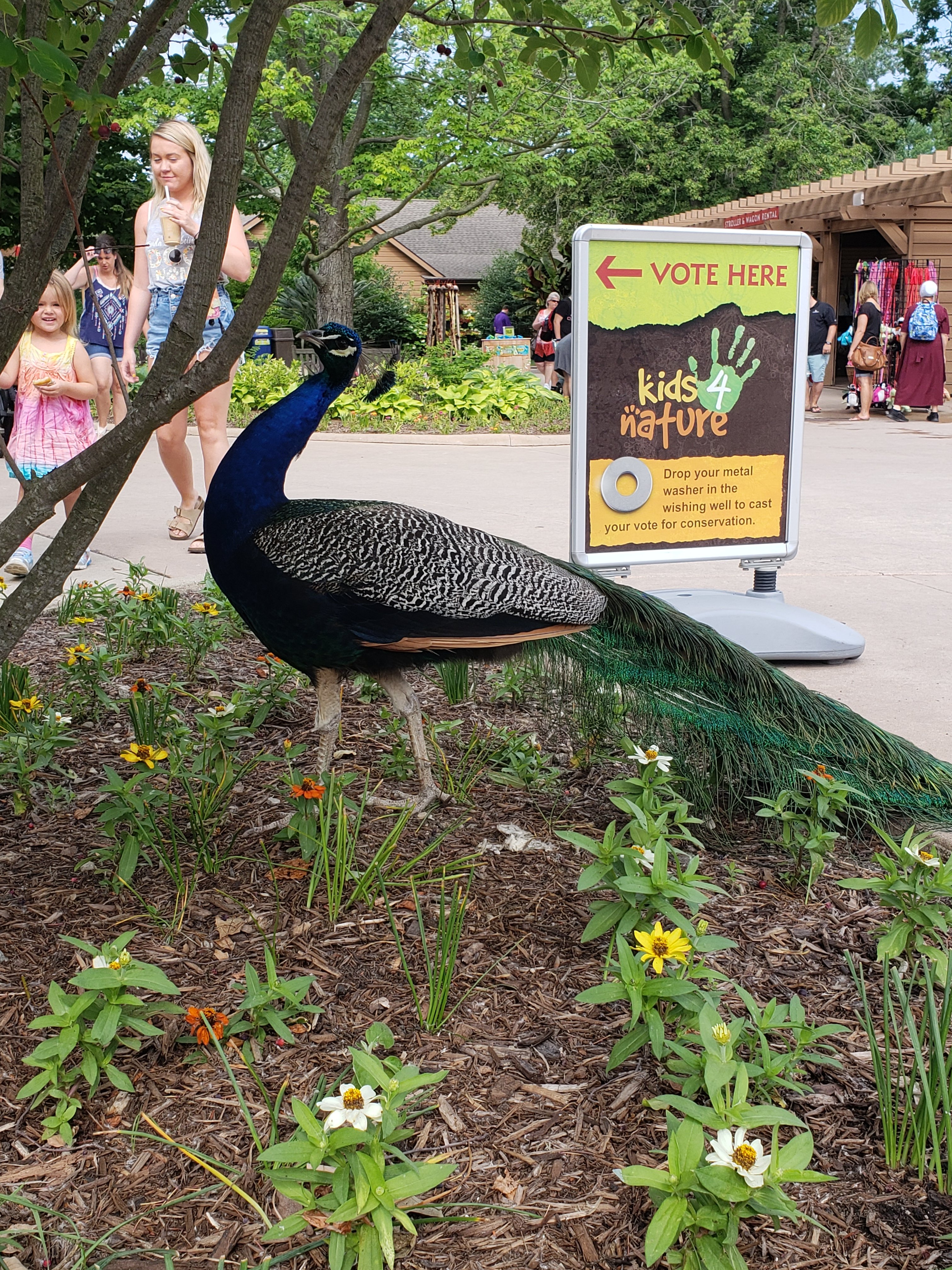 a peafowl standing near a sign in the zoo with people in the background