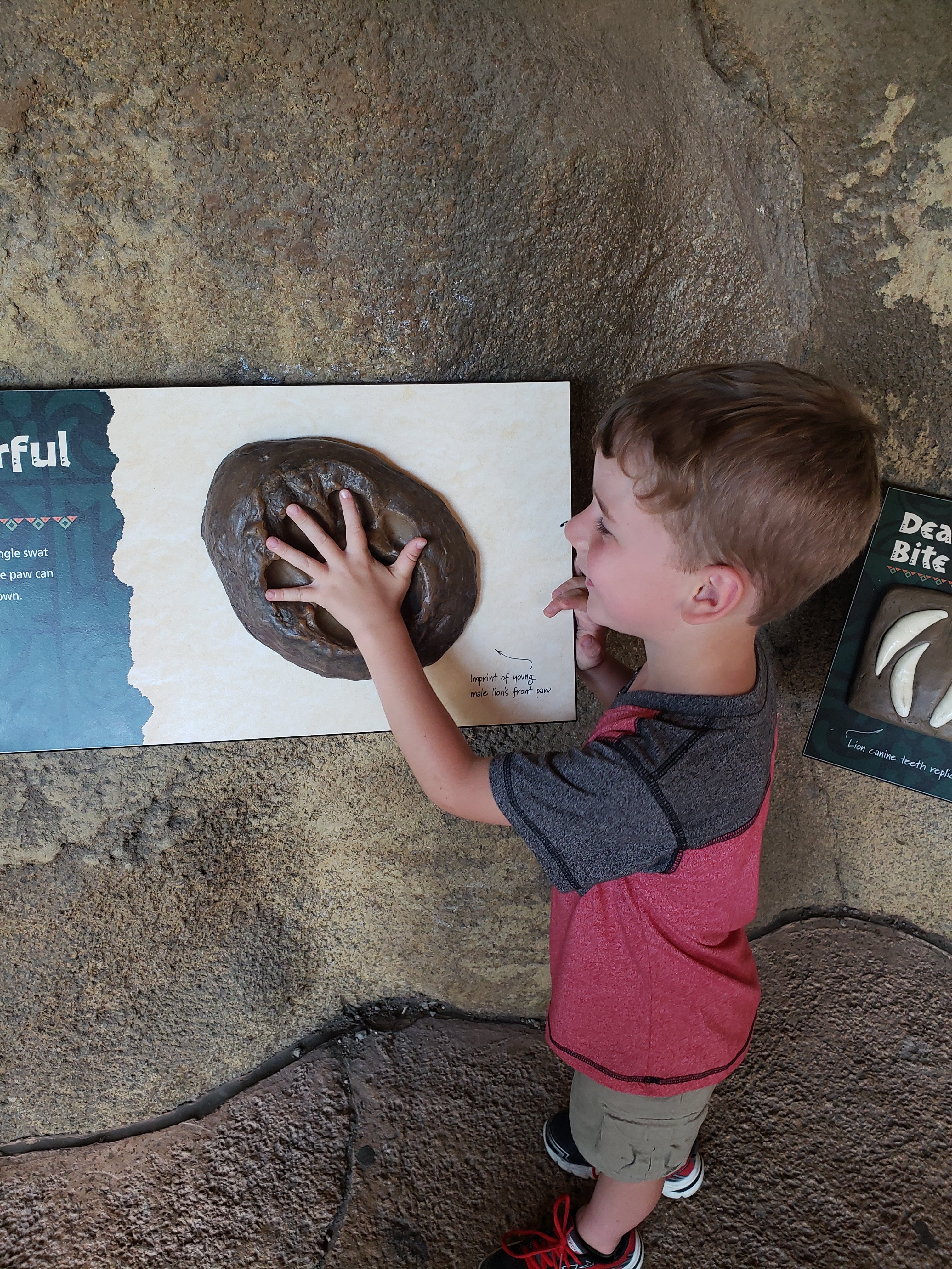 a young boy placing his hand in a mold of a lions foot