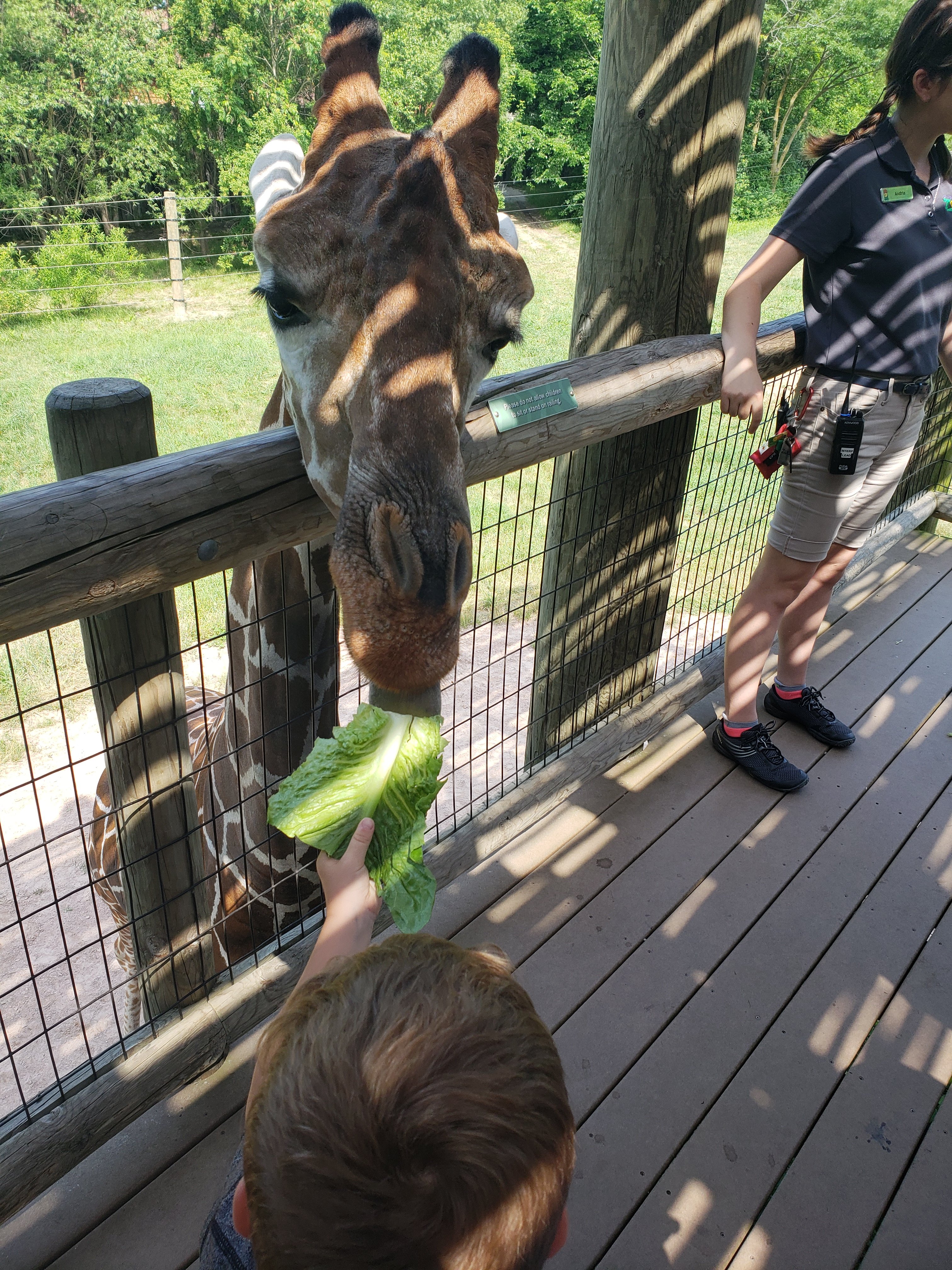 a close up photo of a giraffe being fed a piece of lettuce