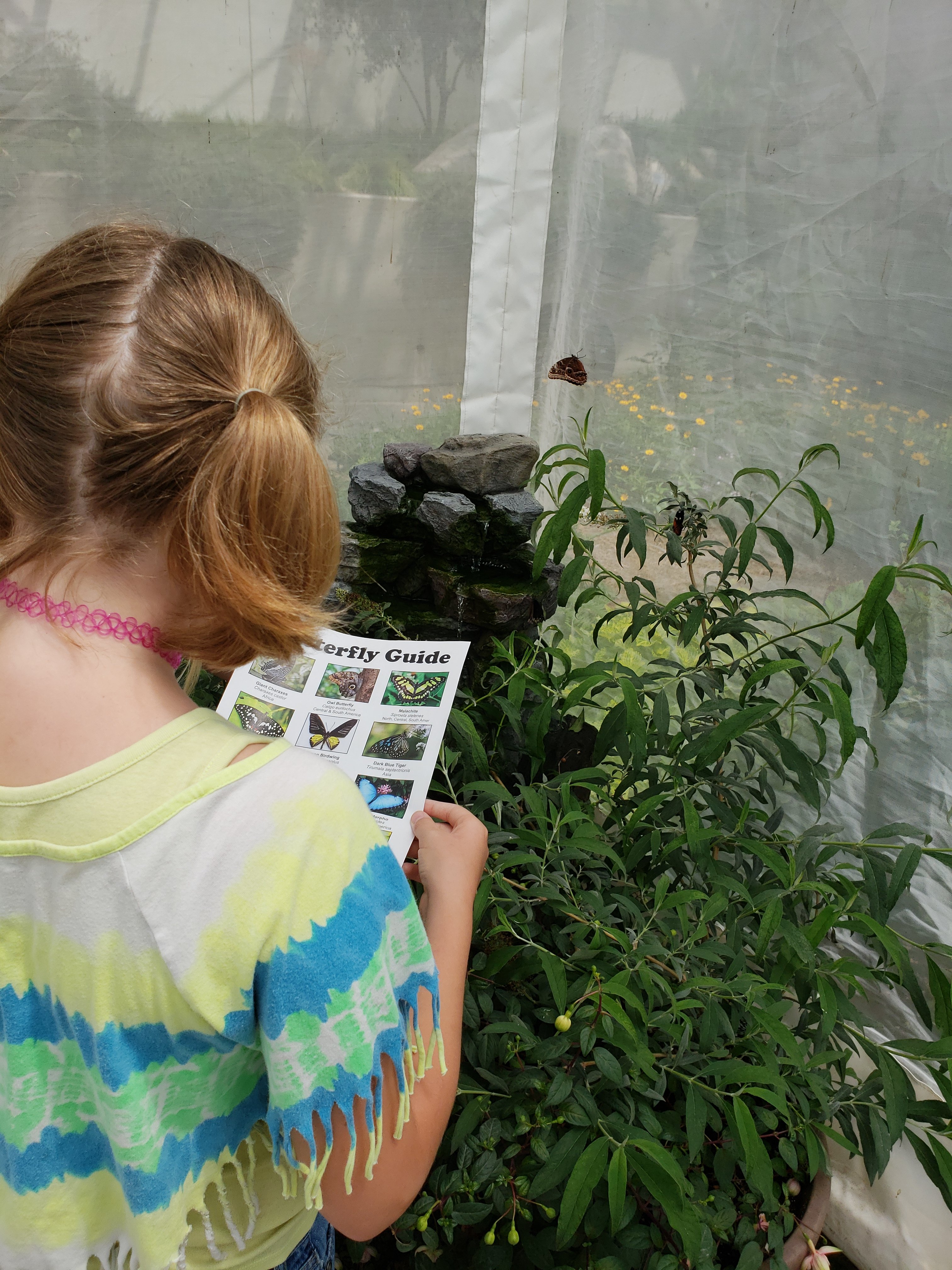 a girl looking at a page identifying butterflies in front of a bush with a butterfly near it