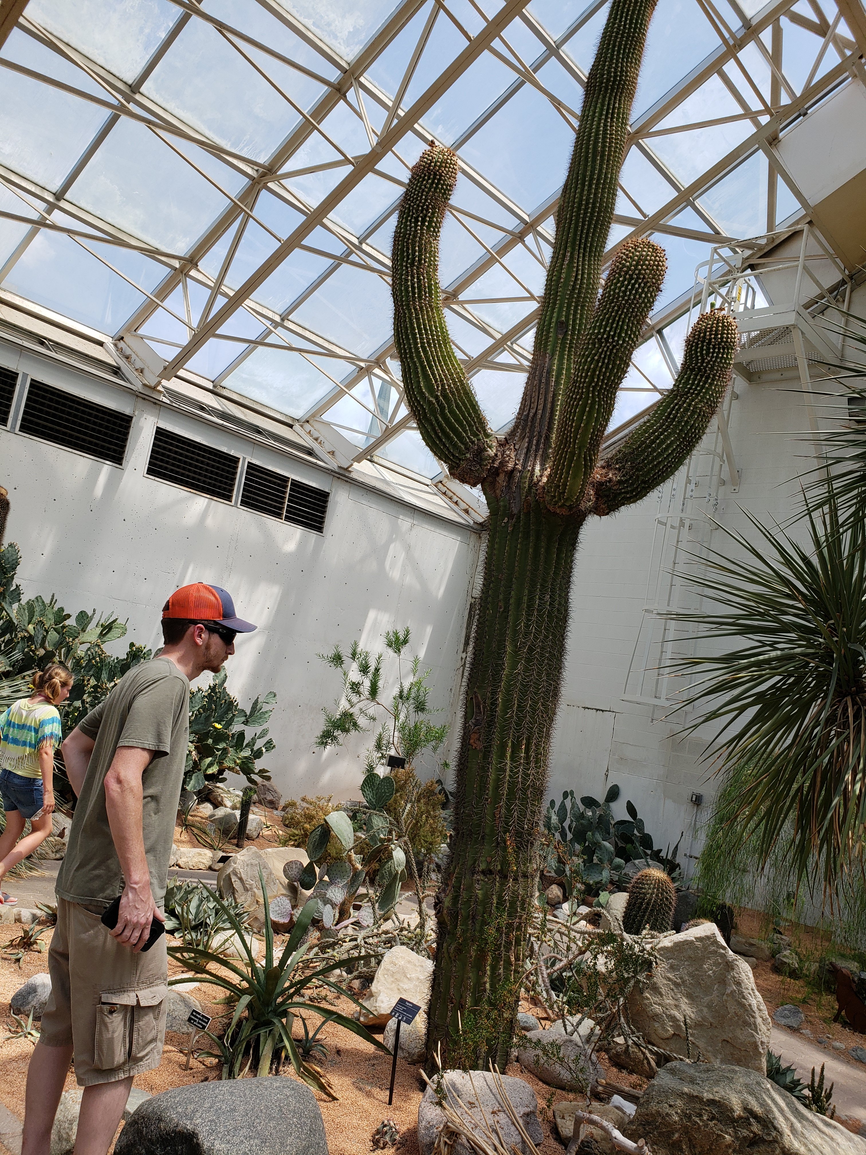 a large cactus in a desert exbit