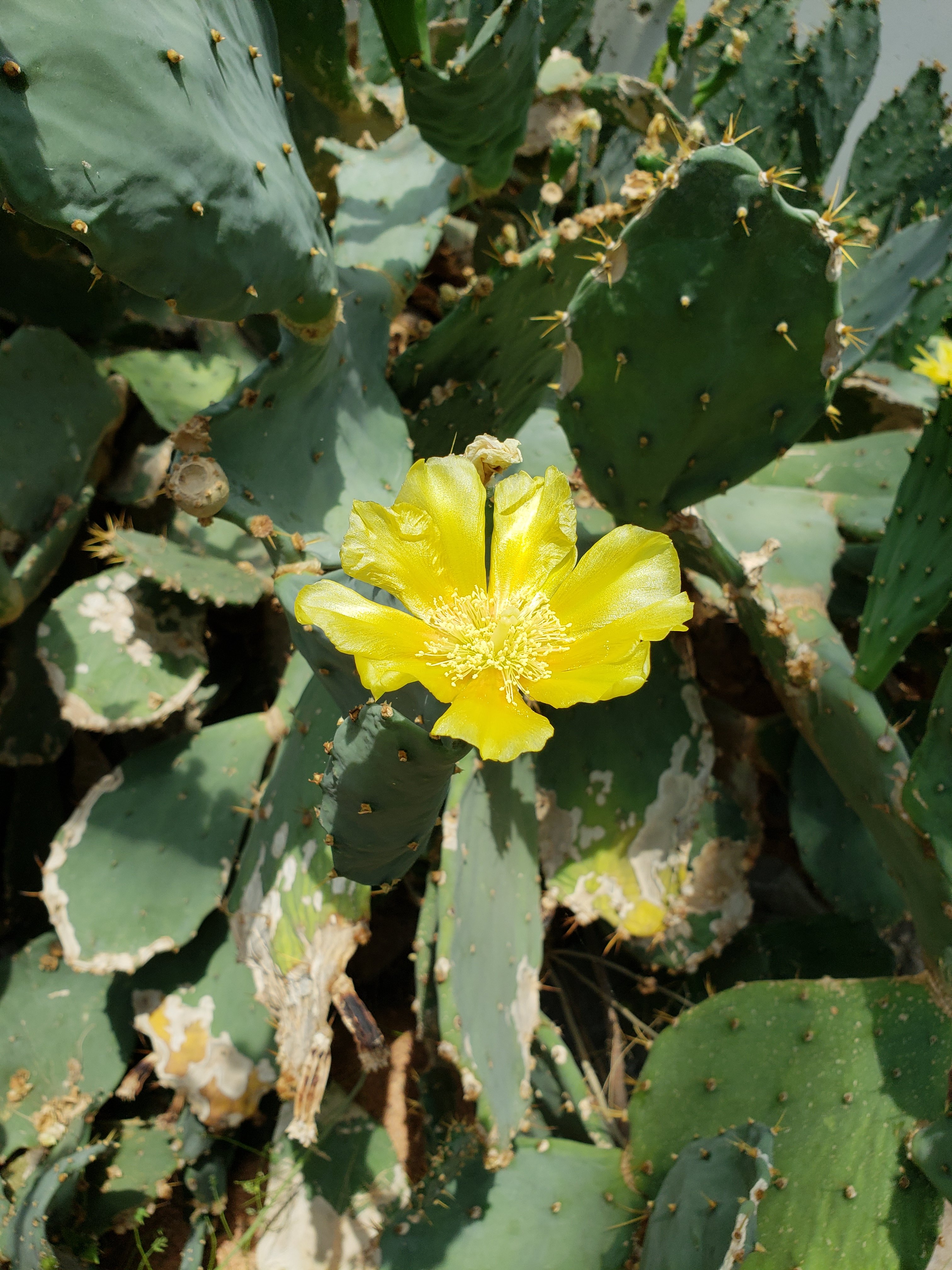 a close up of a yellow flower on a cactus plant