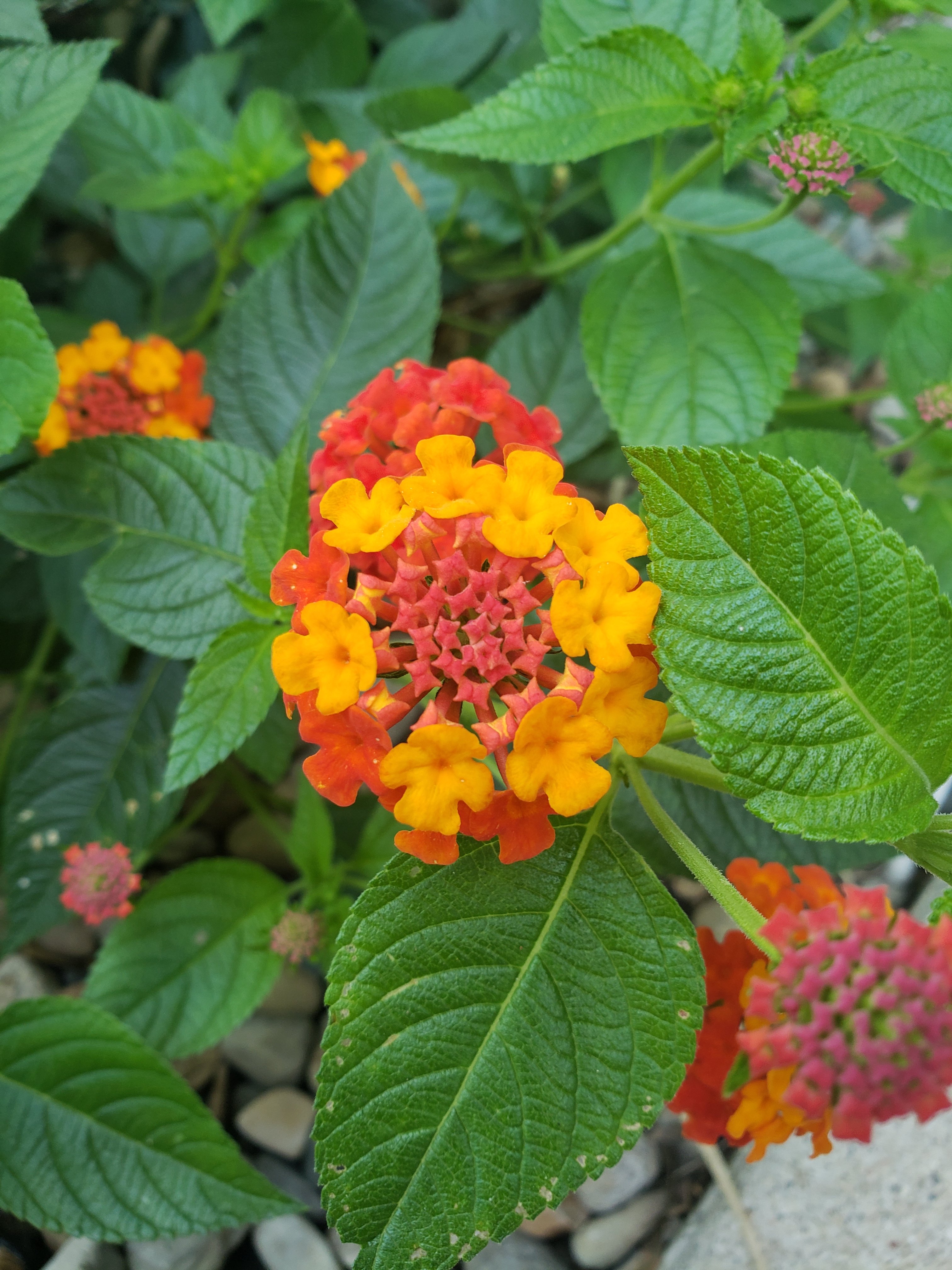 orange and yellow flowers with green leaves in garden