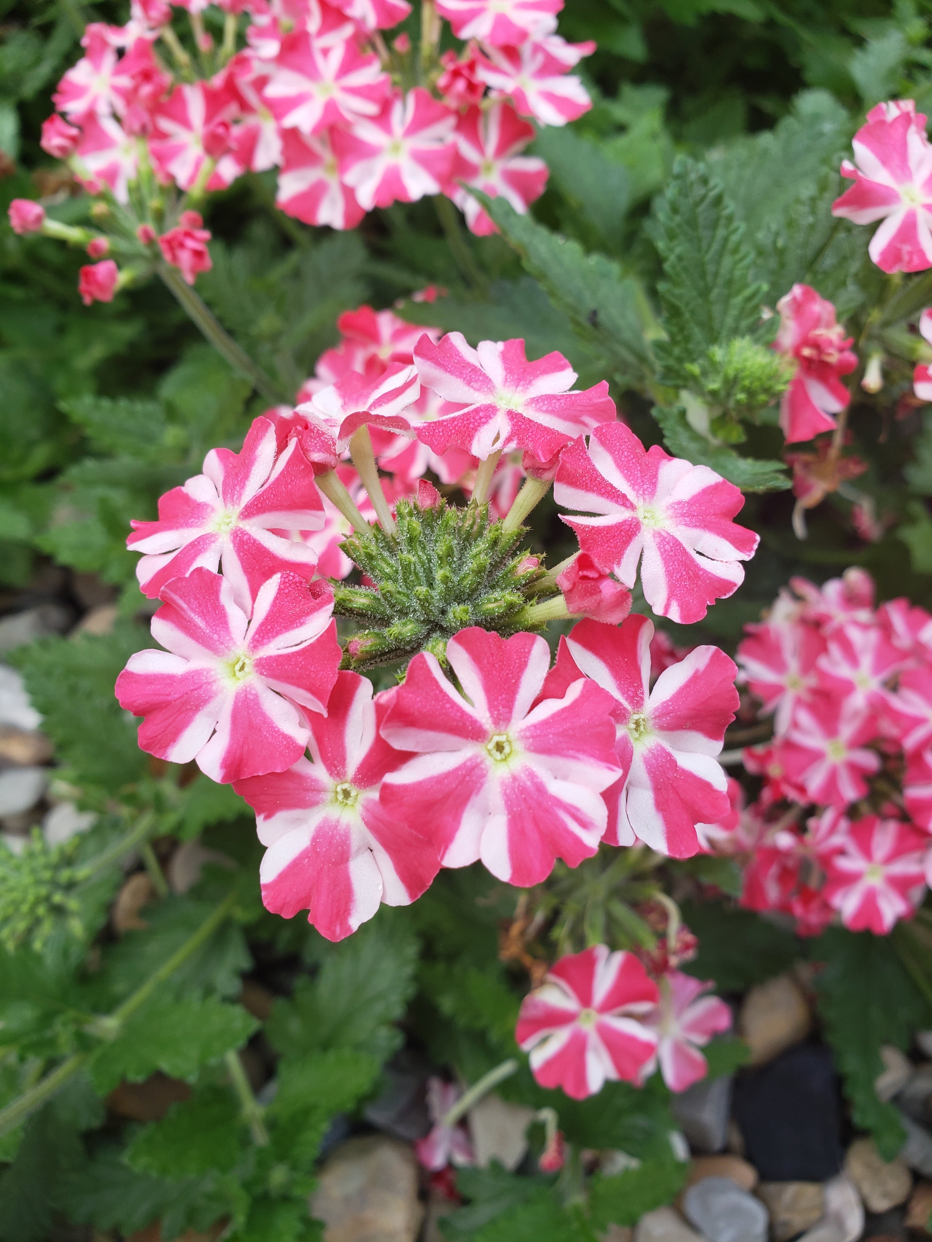 pink and white flowers in a garden