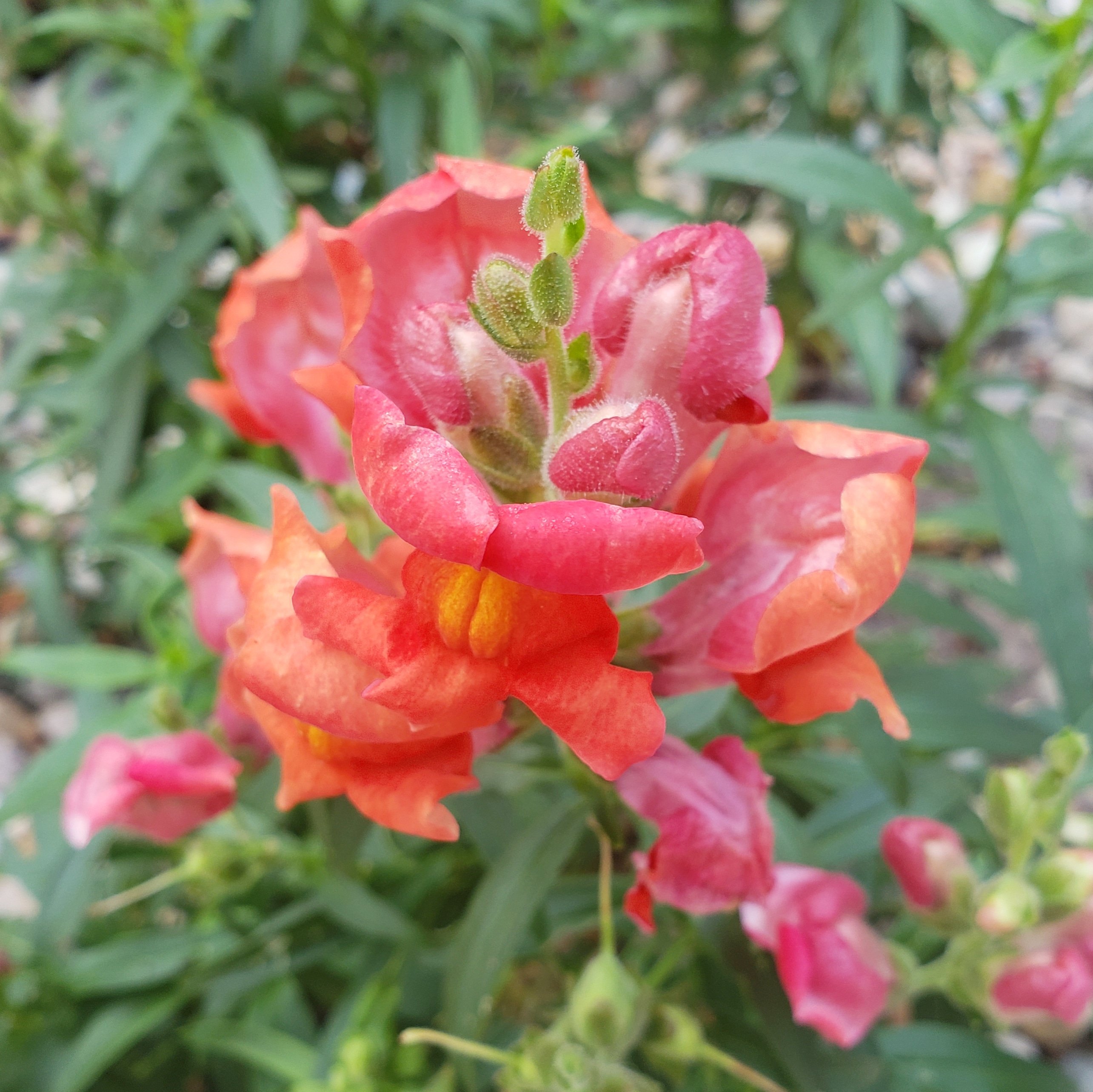 big pink flower in a garden