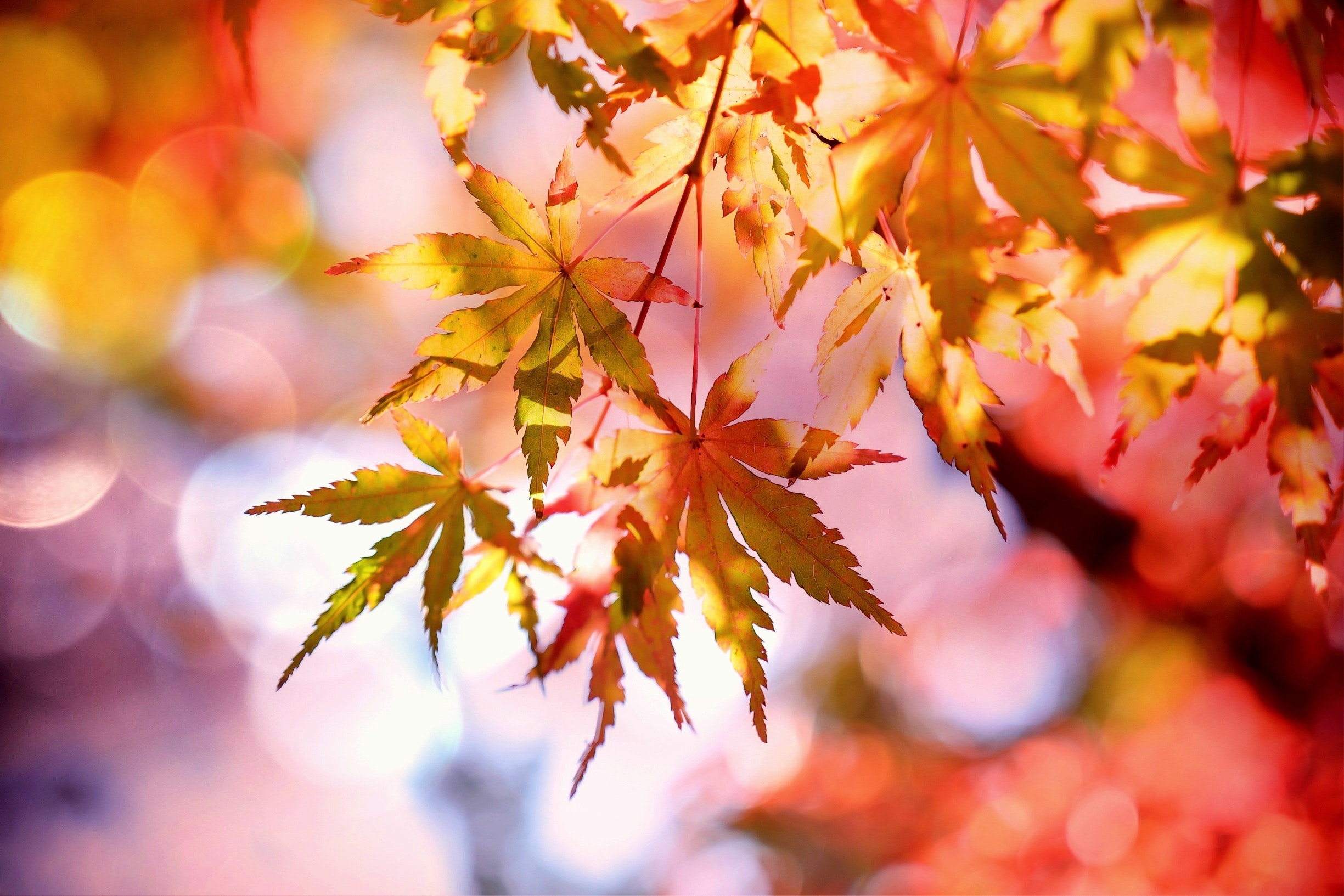 close up of leaves with a blurry background