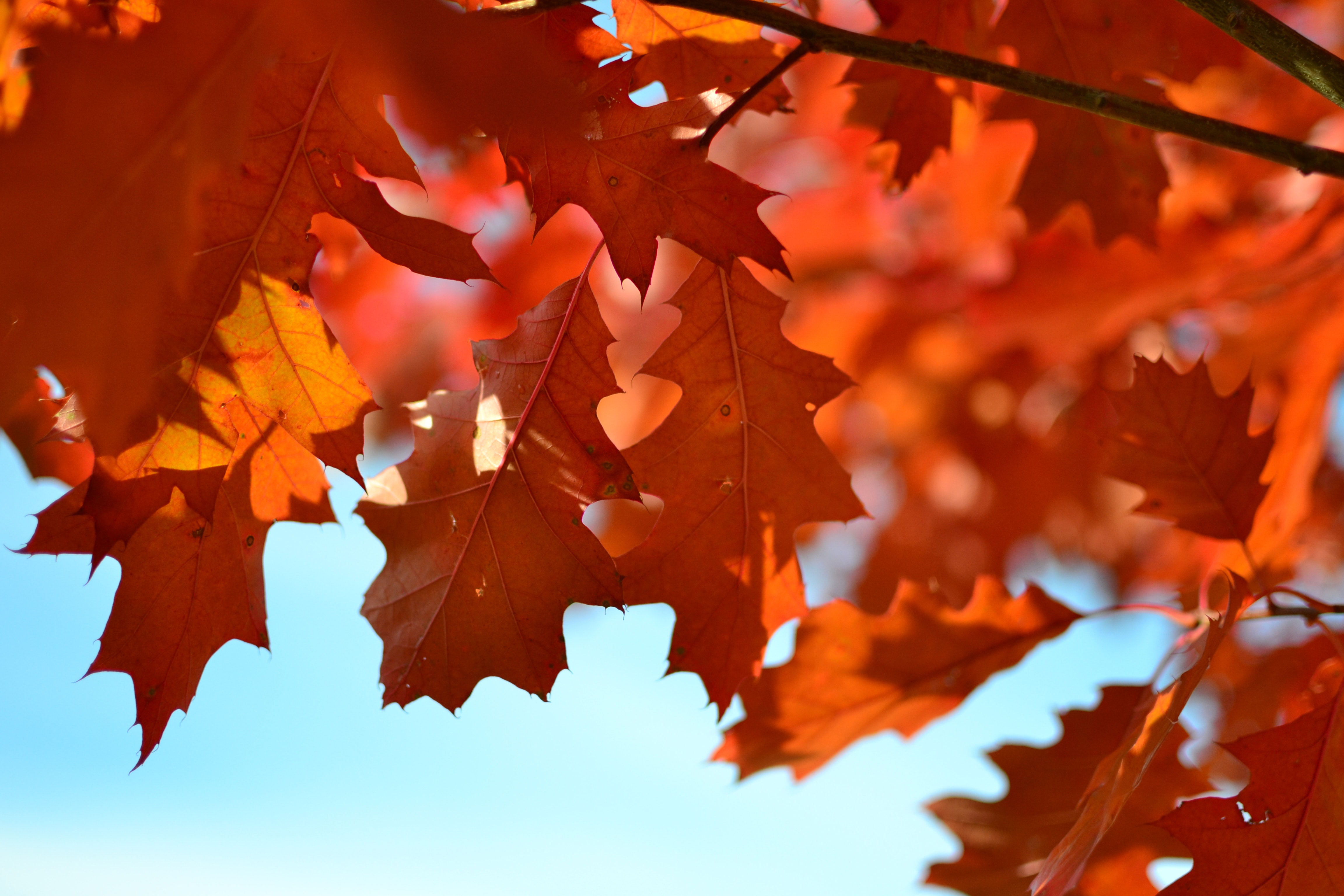 red tree leaves with a light blue sky