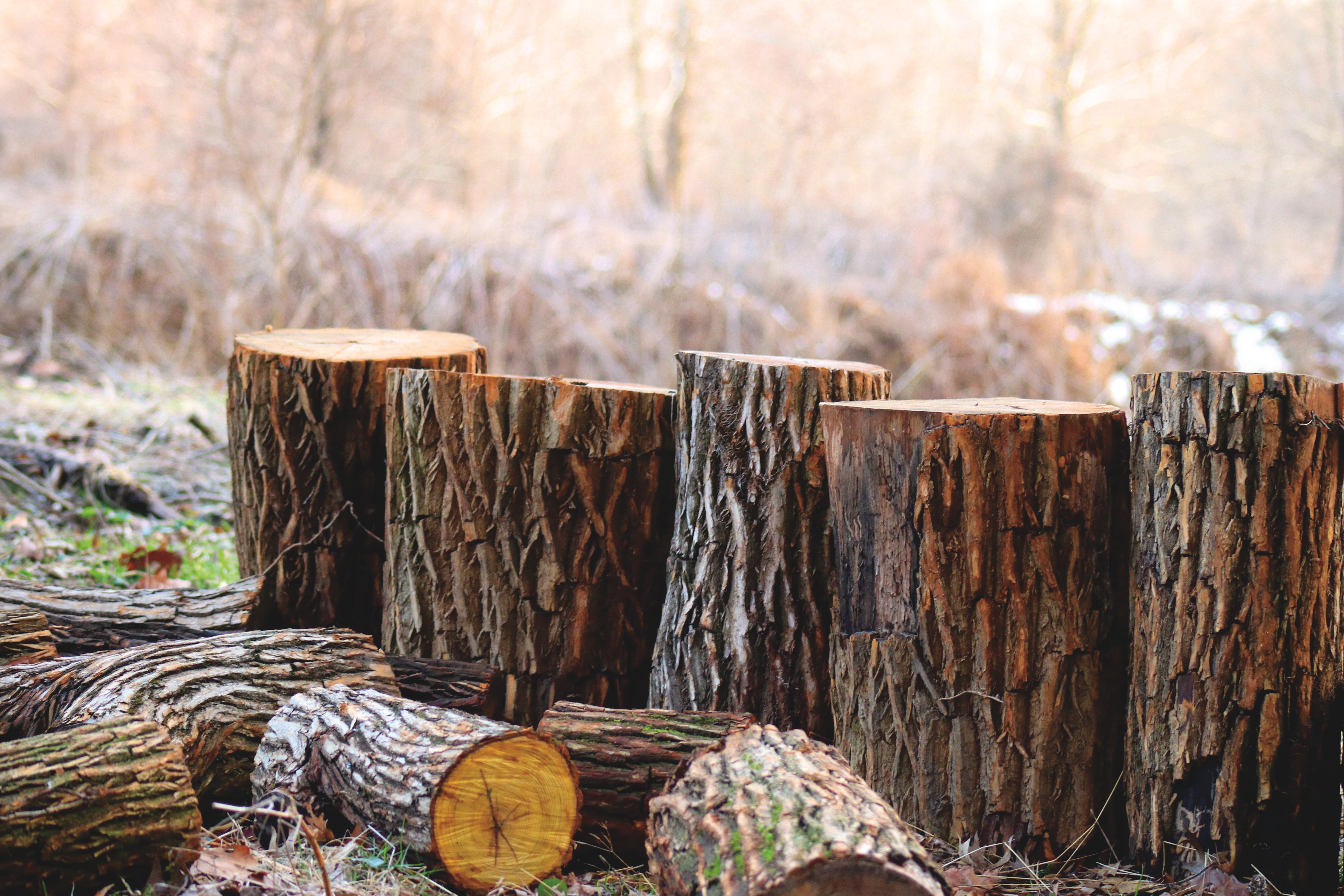 blocks of wood cut and standing up on the ground