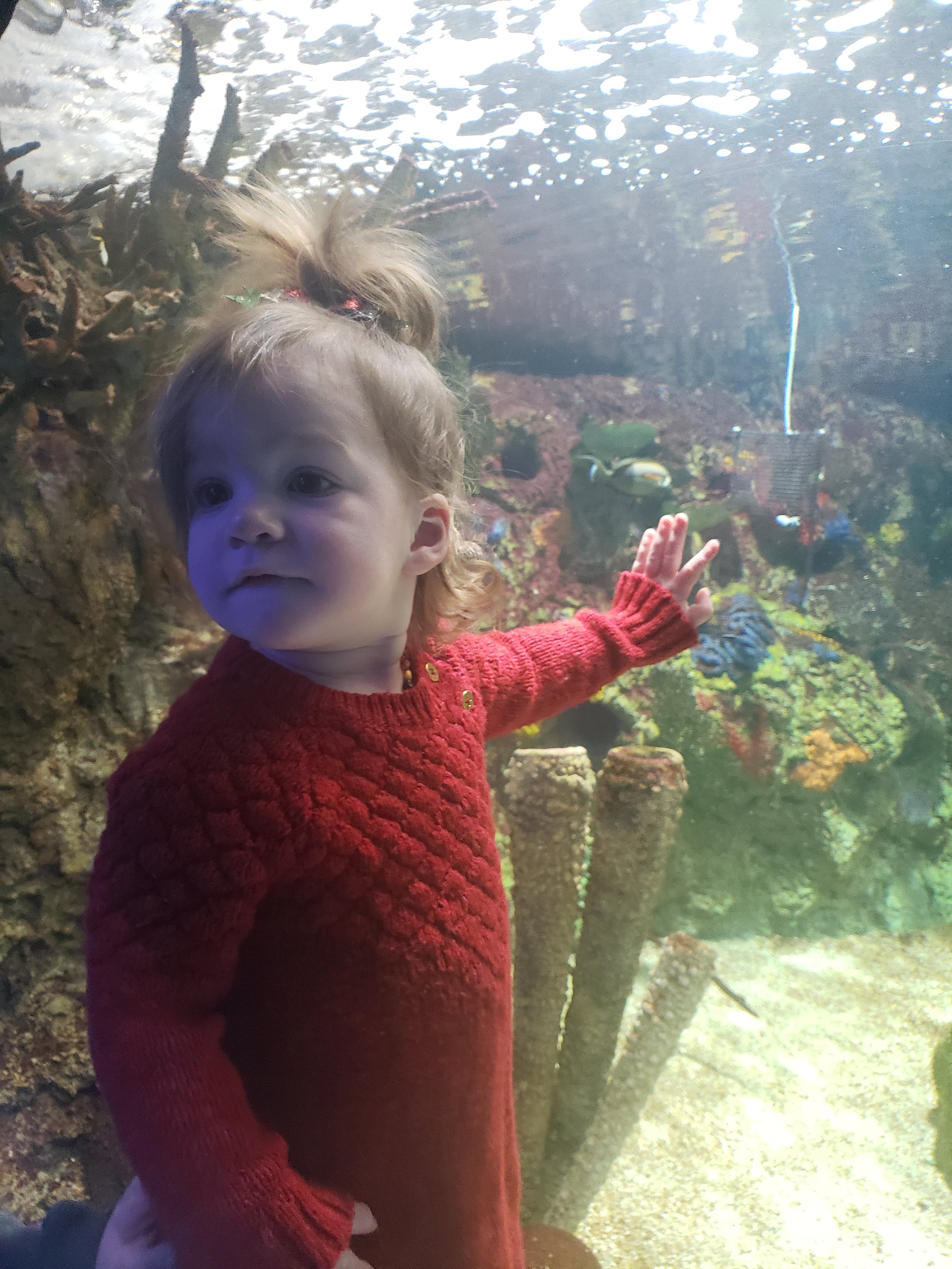 toddler girl standing in front of an aquarium 