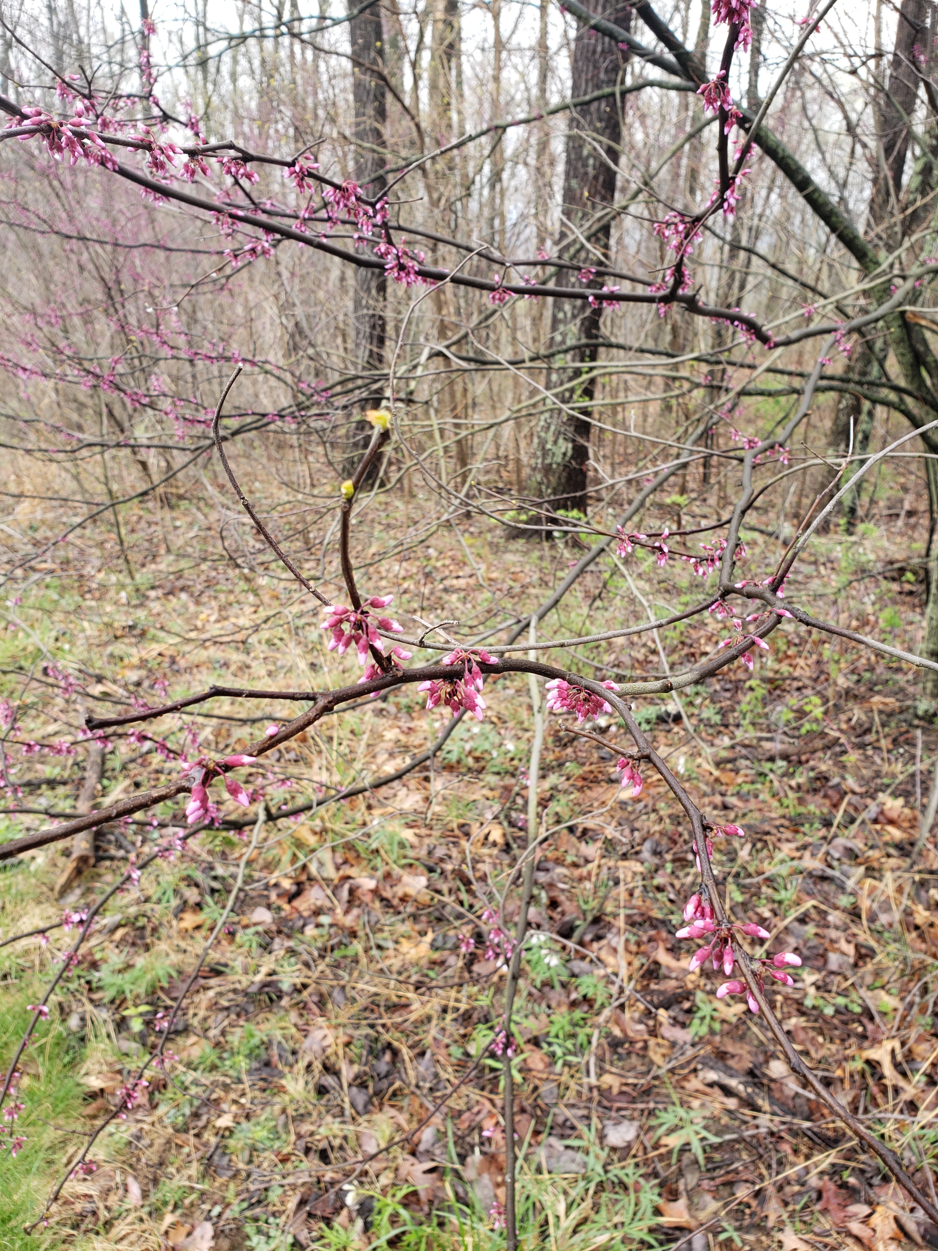 scenic view of Brown County State Park with pink flower buds on trees