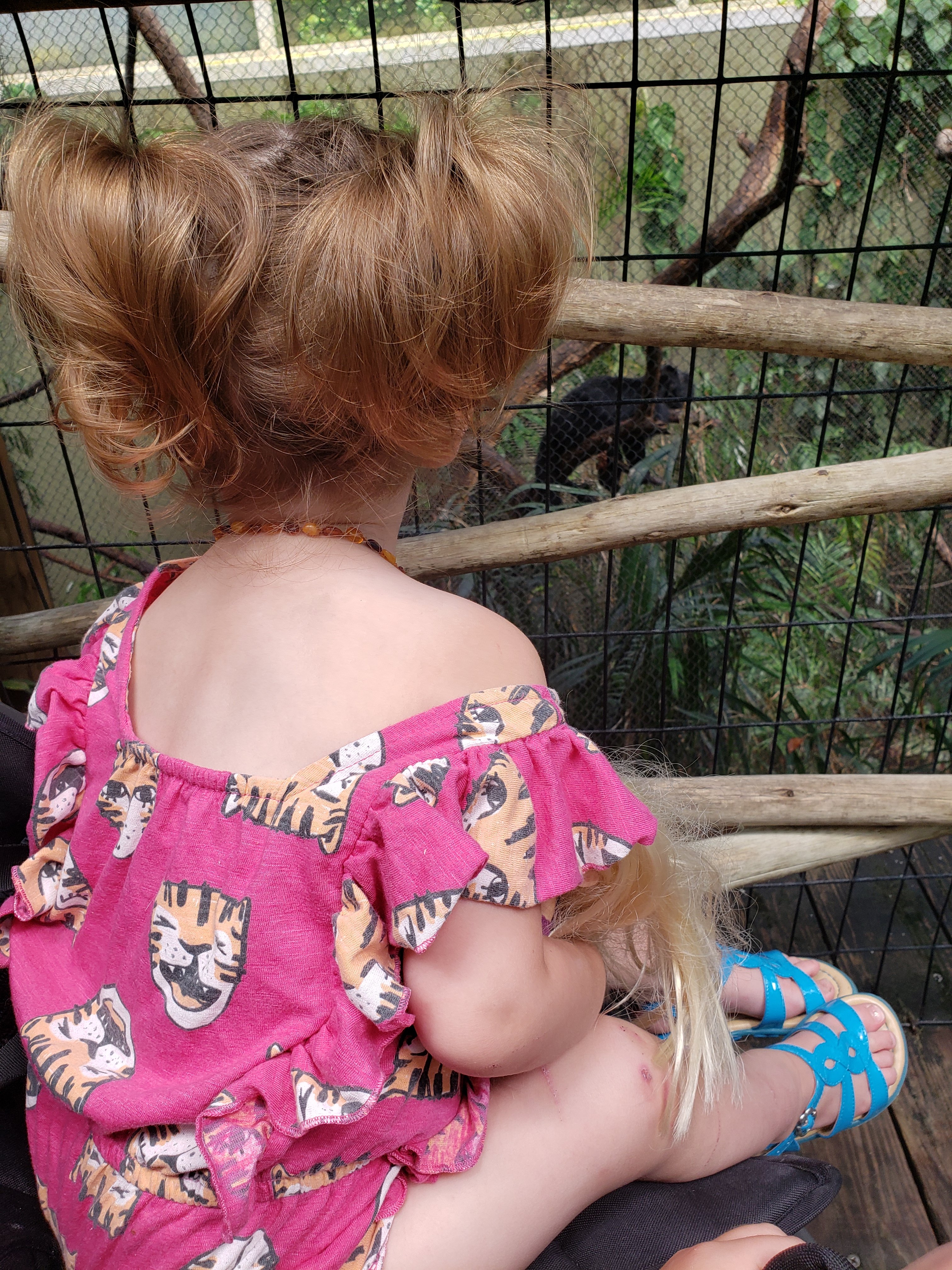 little girl looking into a zoo exhibit