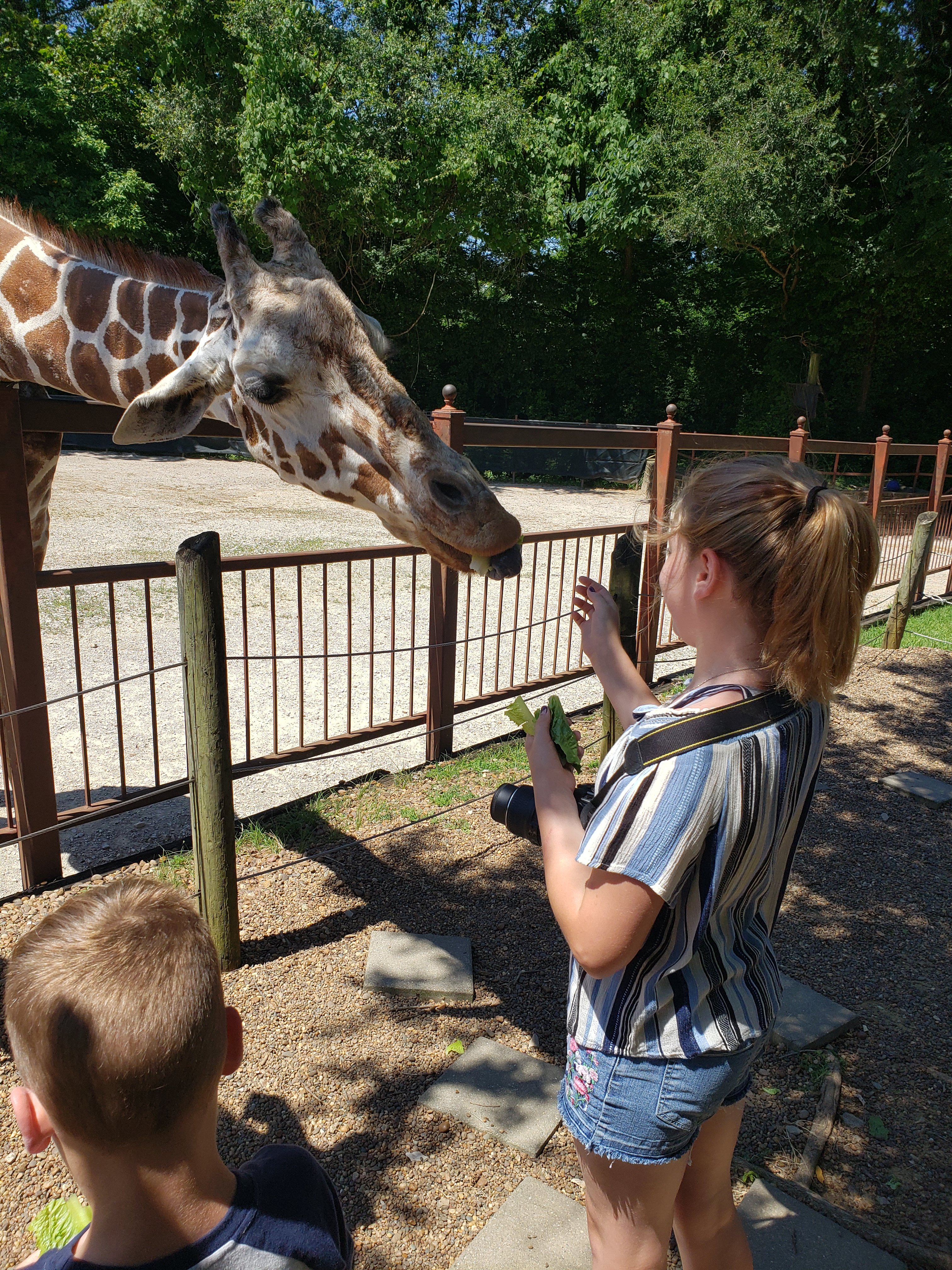 girl with a camera around her neck feeding lettuce to a giraffe