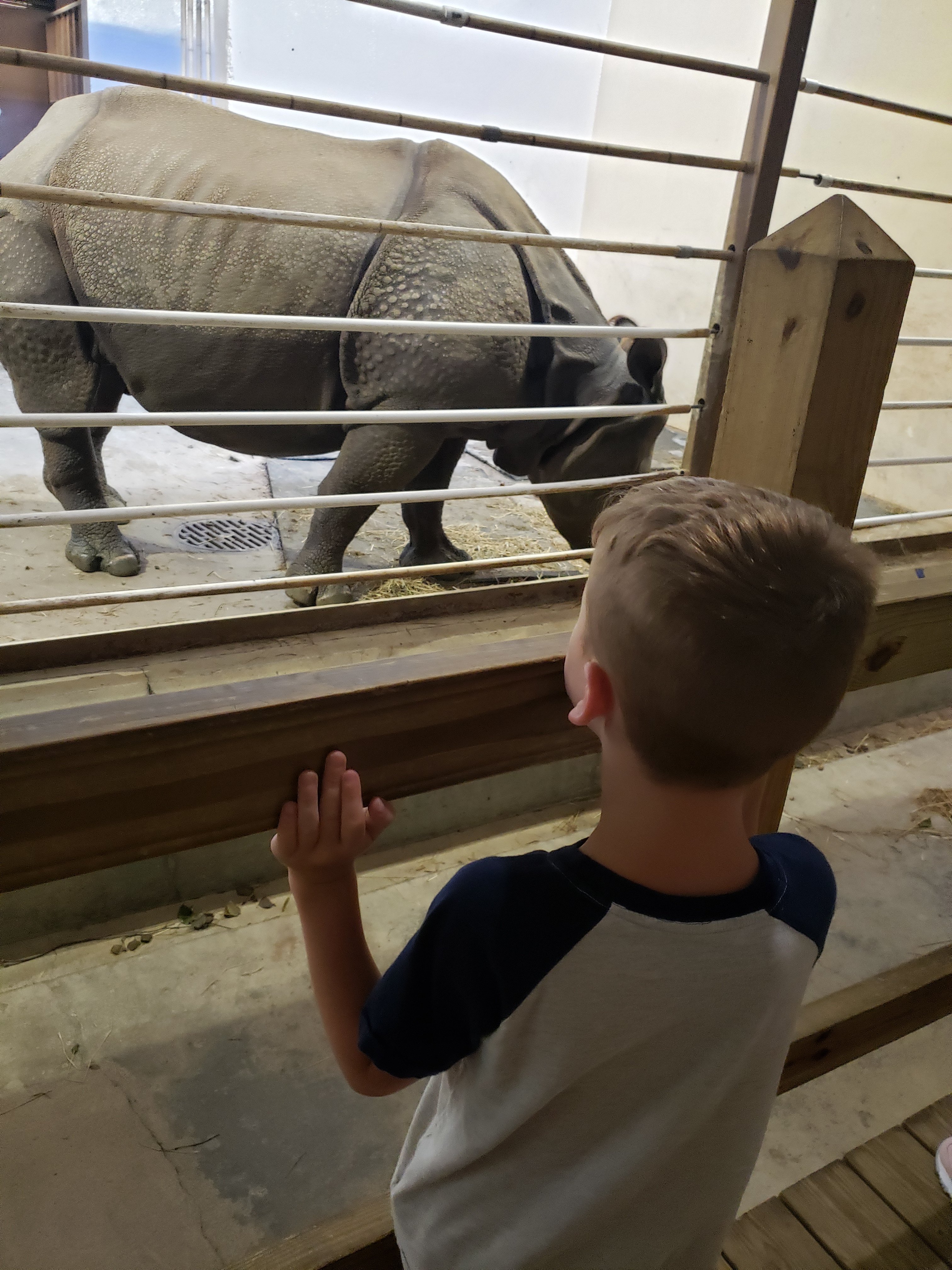 boy looking at a hippo