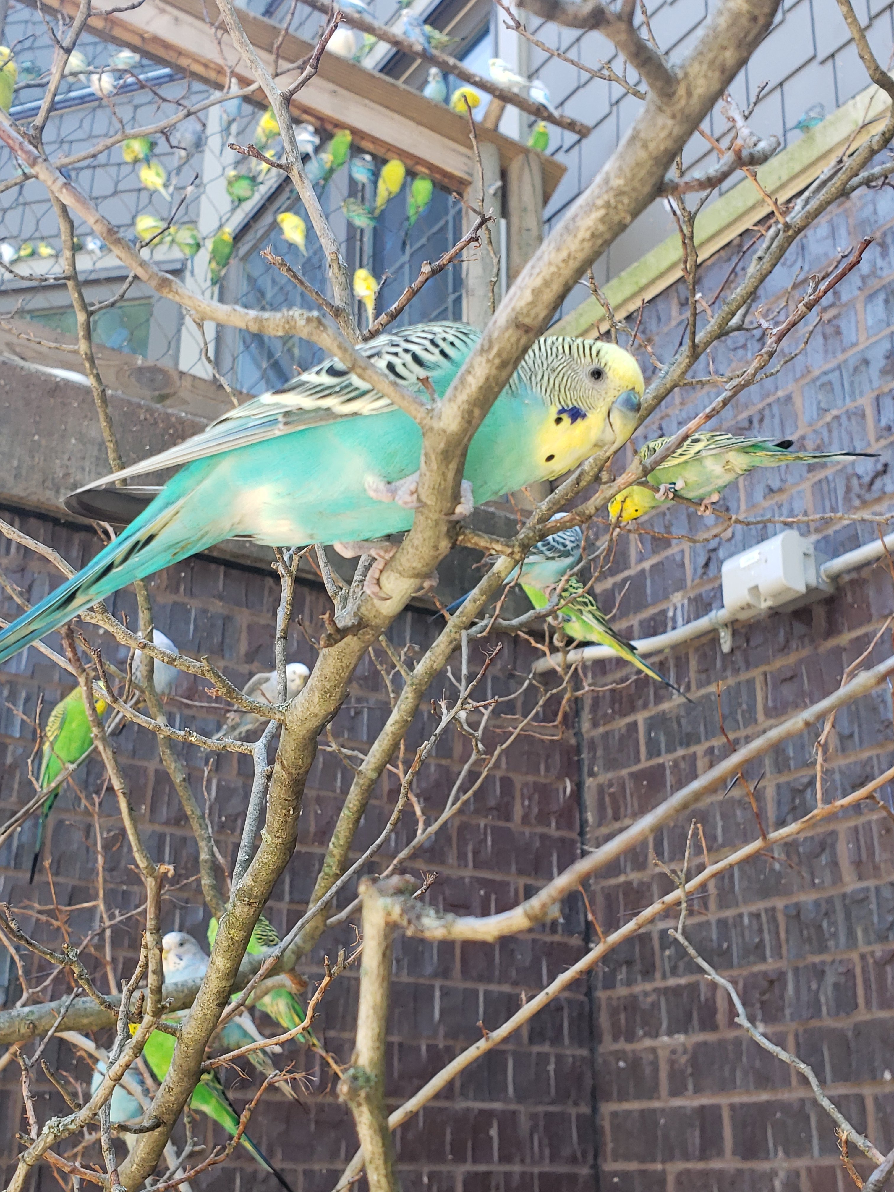 birds in a tree in their zoo exhibit